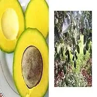 Fresh Booth Avocados