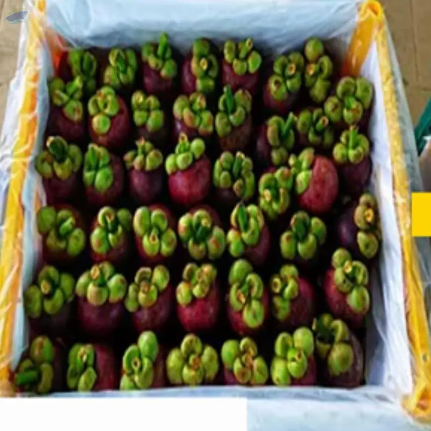 Viet Nam Fresh Mangosteen