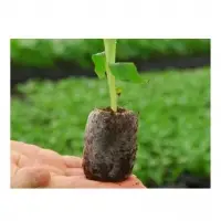 Wholesale Coir Pellet From Vietnam