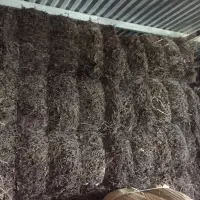 Dried Grass Jelly Leaf Stick (verda)