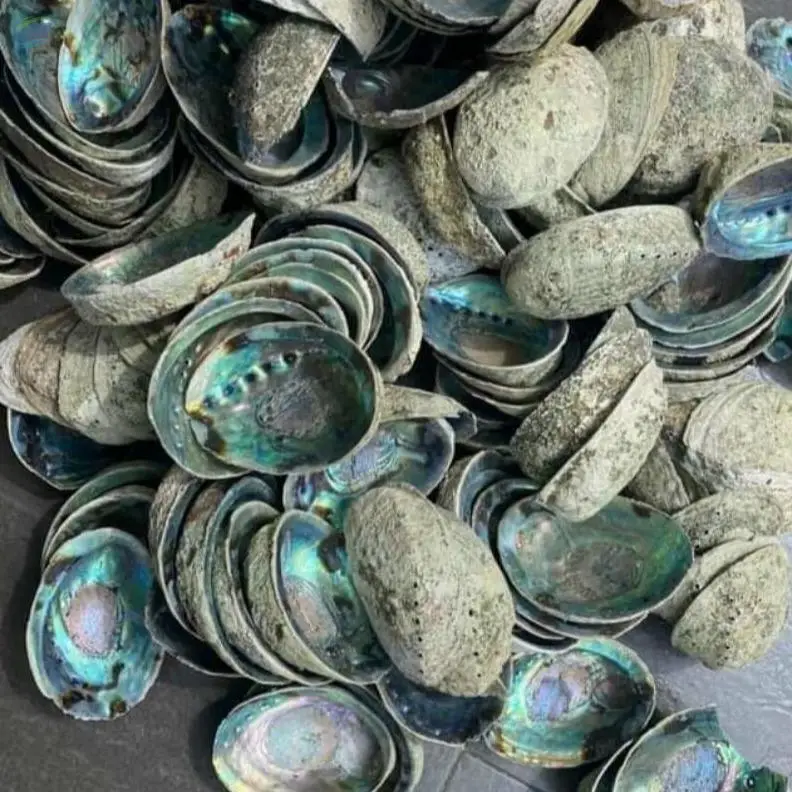 Craft Sea Shells For Home Decoration