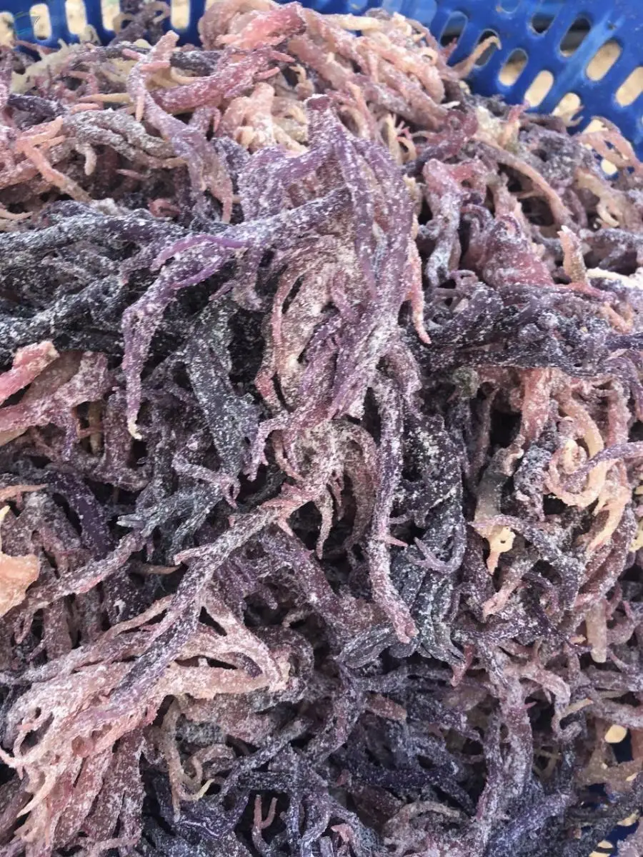 Purple Sea Moss