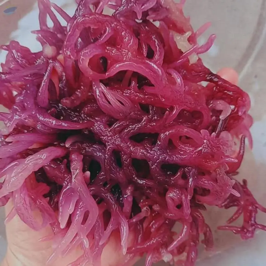 Dried Wildcrafted Seamoss