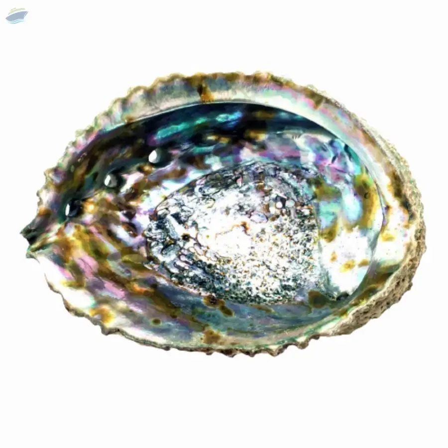 Polished Abalone Shell