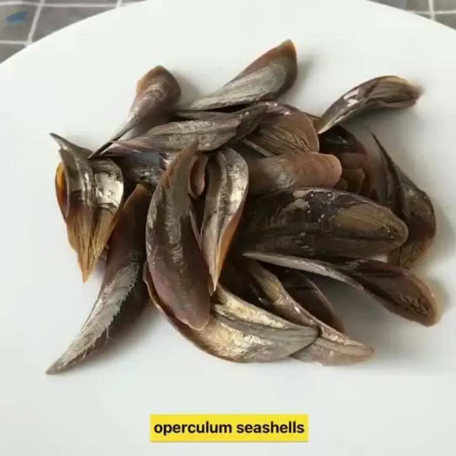 Openculum Seashells by 99 Gold Data Processing Trading Company Limited