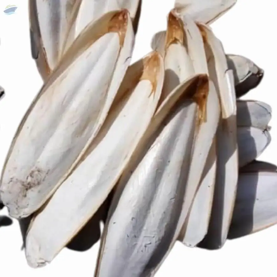 Clean Cuttlefish Bone by 99 Gold Data Processing Trading Company Limited