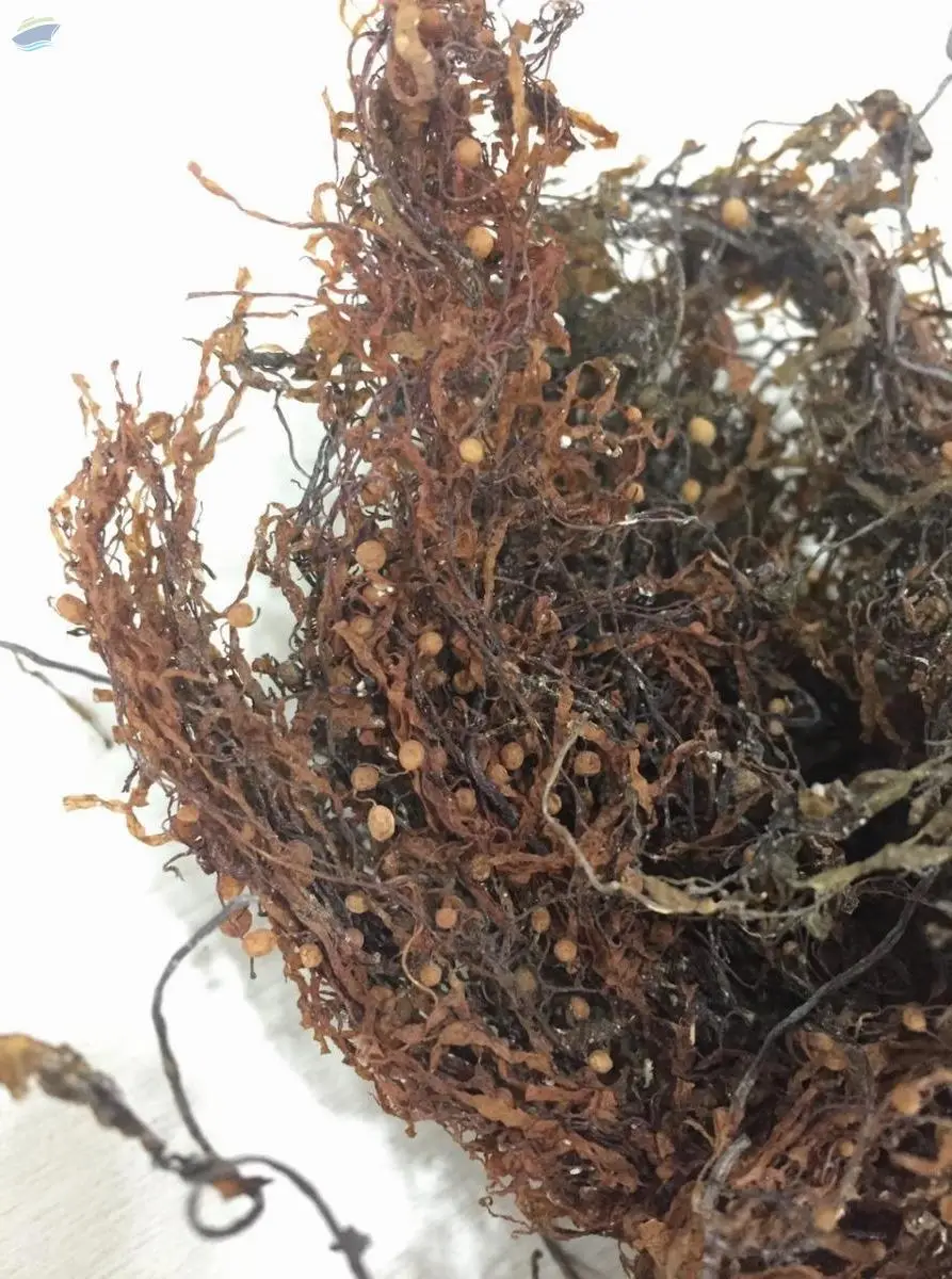 Sargassum
