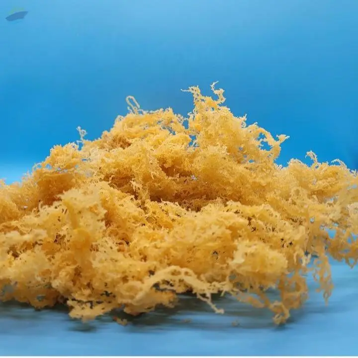 Purple Sea Moss Golden Sea Moss