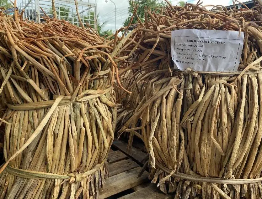 Dried Natural Water Hyacinth