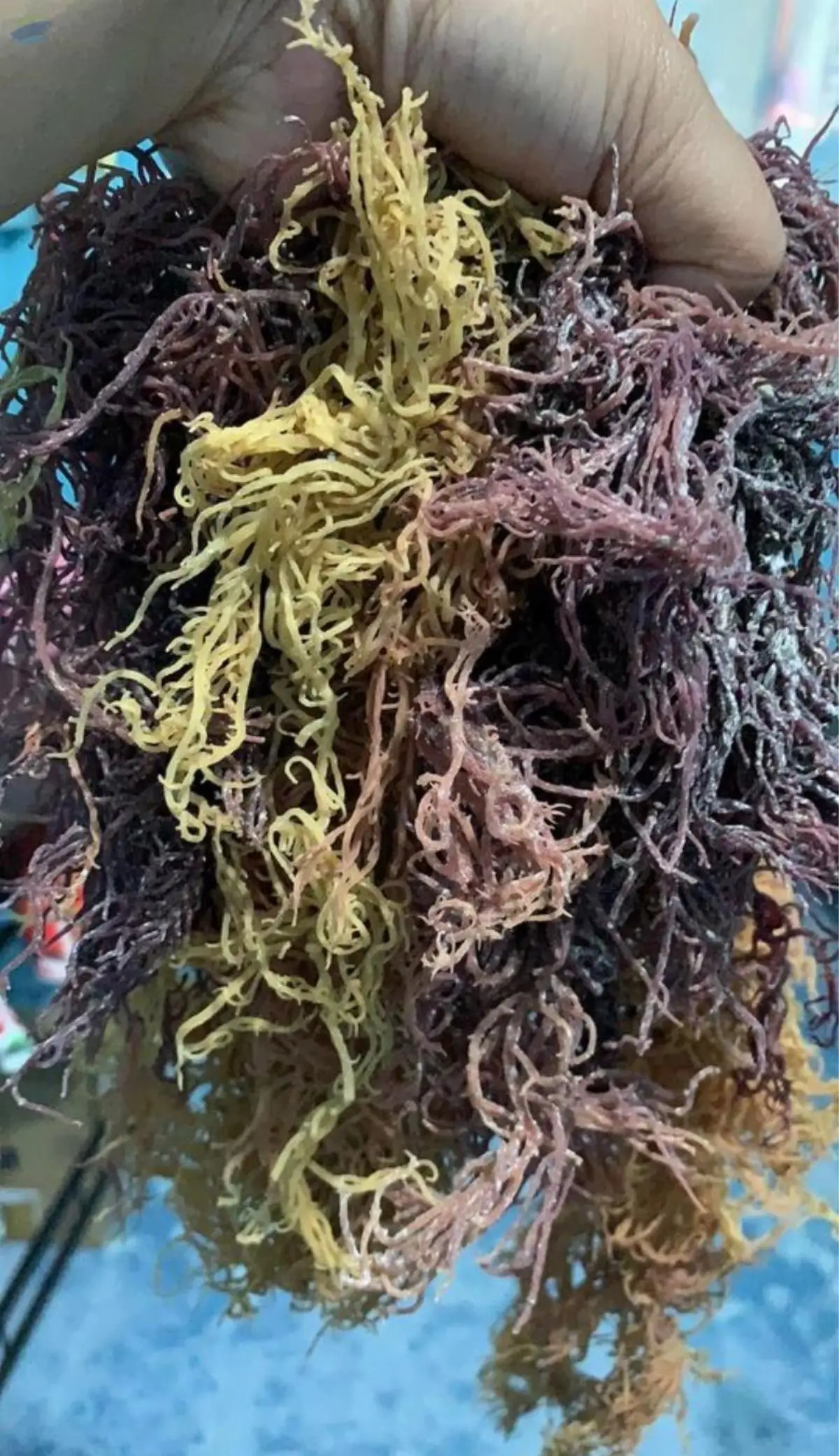 Sea Moss/ Irish Moss/ Euchuema Cottonii