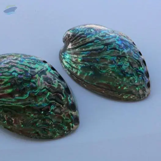 Abalone Seashell