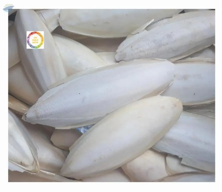 Dried Clean Cuttlefish Bone