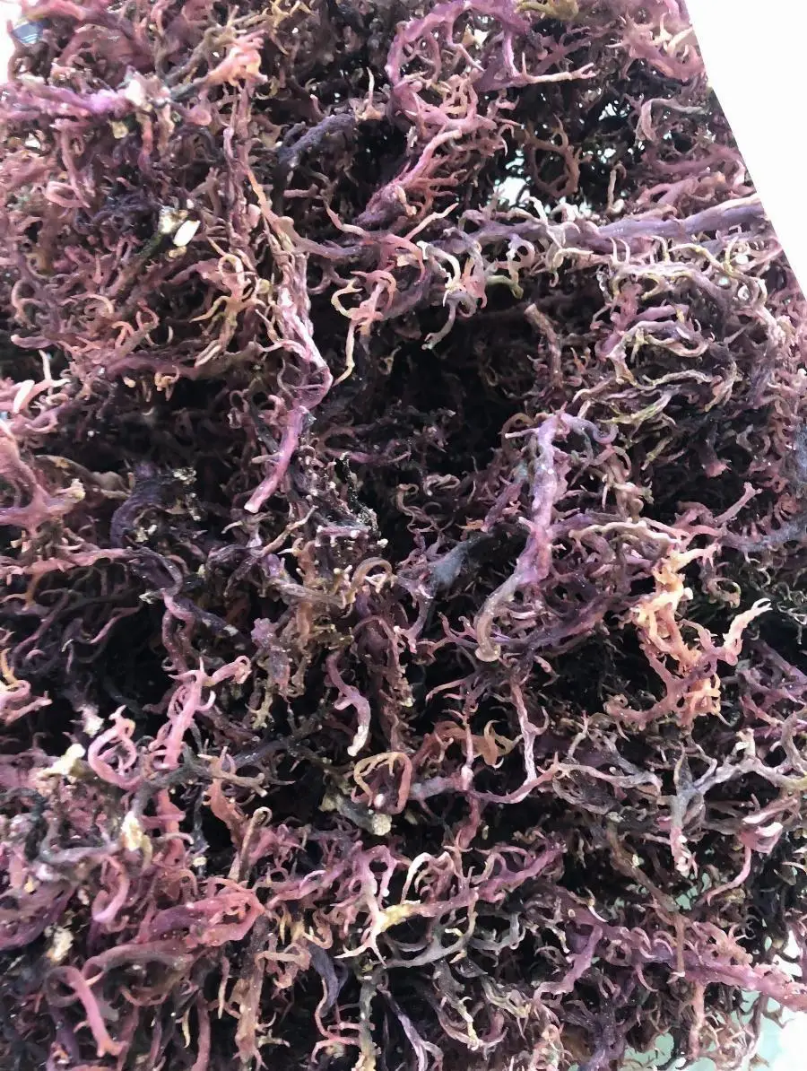 Dried Purple Seamoss
