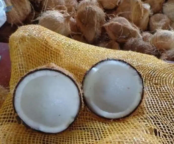 Mature Coconut