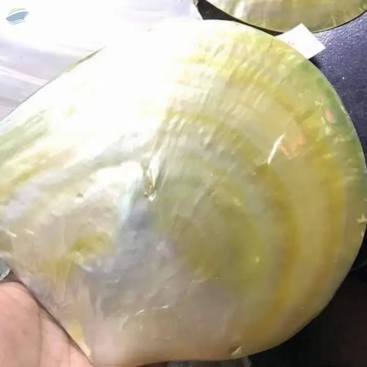 Mother Of Pearl Material Seashell And Wall