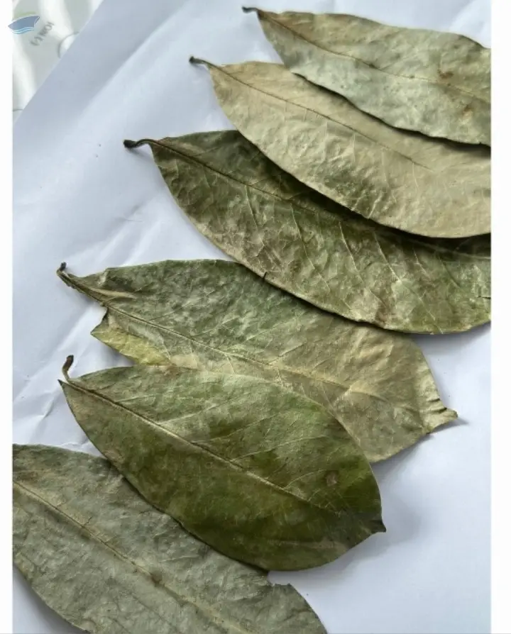 Dried Soursop Leaves