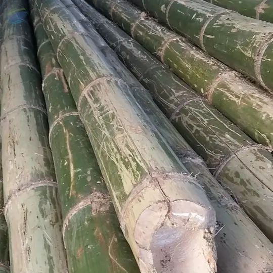 Bamboo Pole