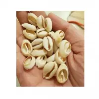 Cut Cowrie Shell