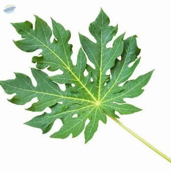 Dried Guava Leaf High Quality