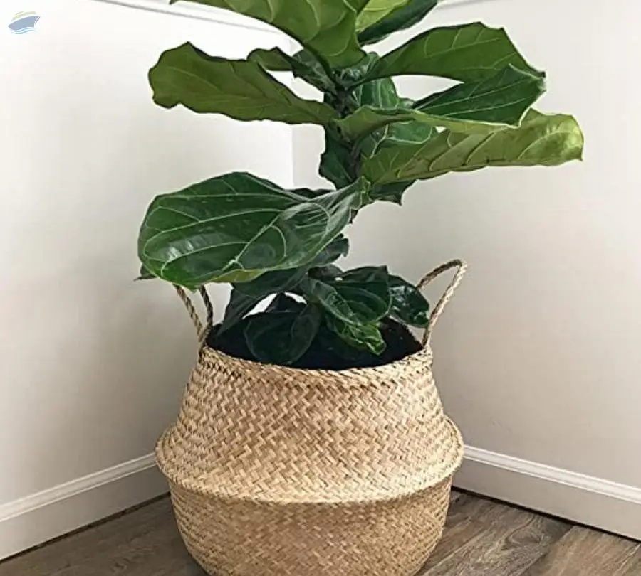 Belly Basket by 99 Gold Data Processing Trading Company Limited