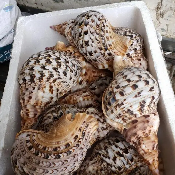 Conch Seashells by 99 Gold Data Processing Trading Company Limited