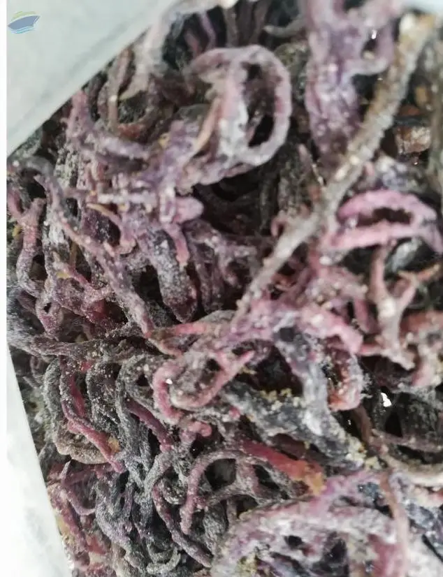 Irish Sea Moss