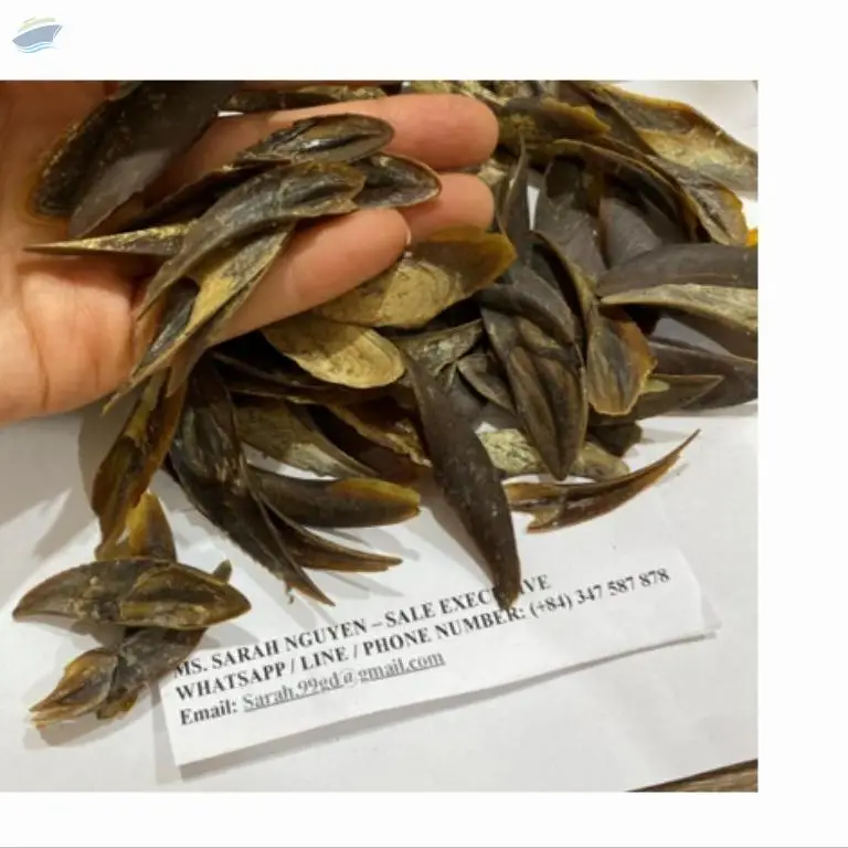 Murex Operculum Shell - Material For Perfume