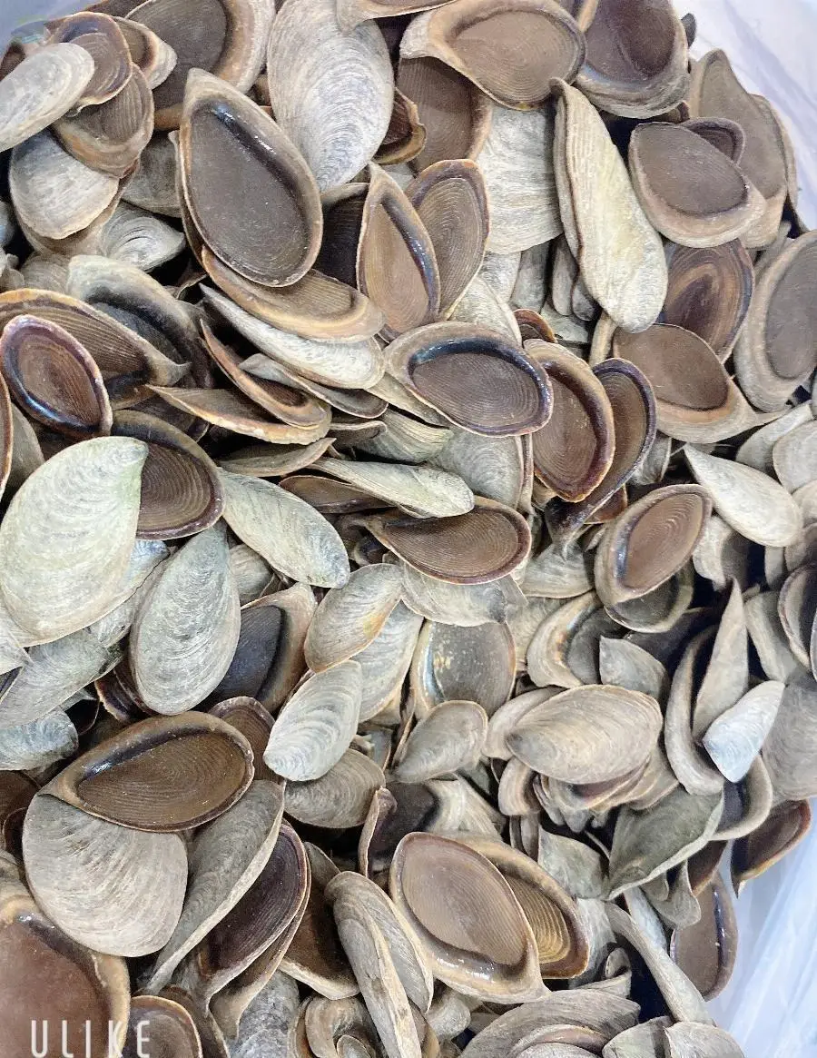 Operculum Snail Shell