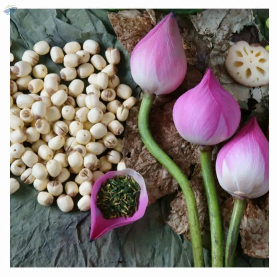 Dried Lotus Seed with many health to detox