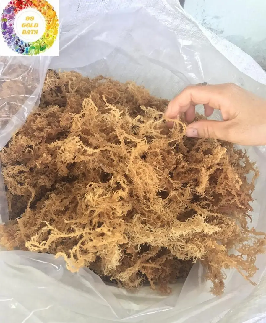 Dried Golden Sea Moss