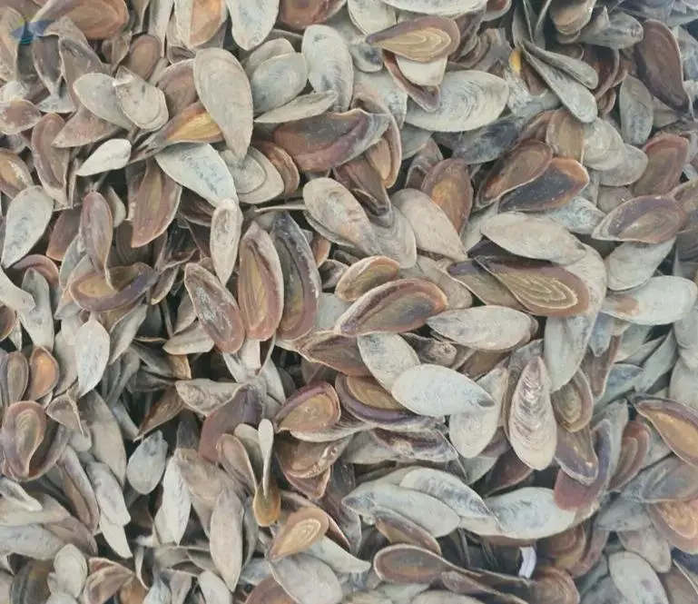 Murex Operculum Vietnam