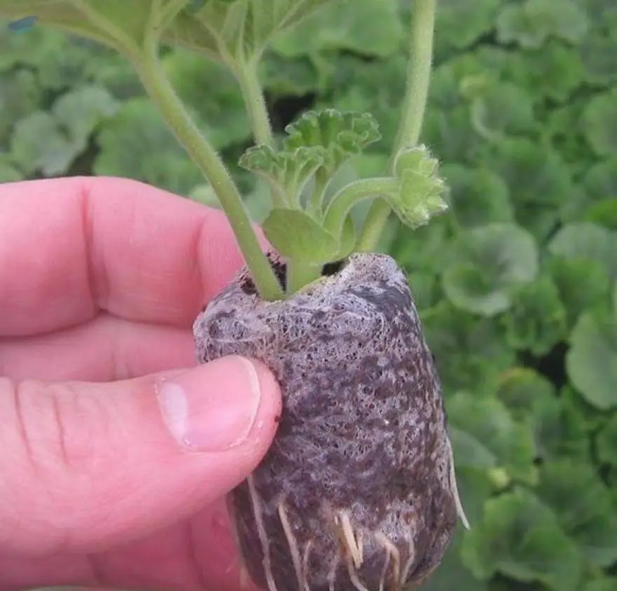 High Quality Coir Peat Pellet With Cheap Price