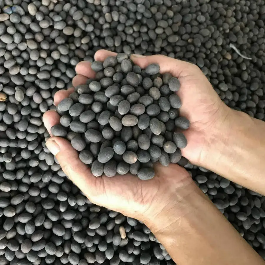 Black Lotus Seeds