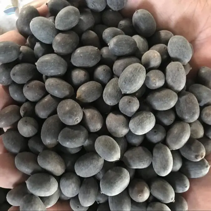 High Quality Back Lotus Seed