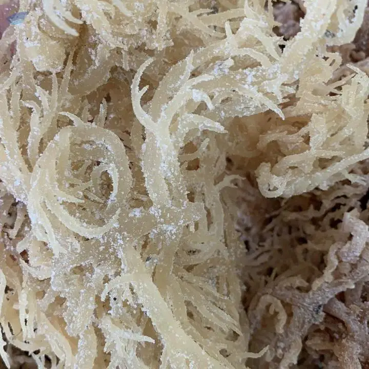 High Quality Seamoss With Cheap Price