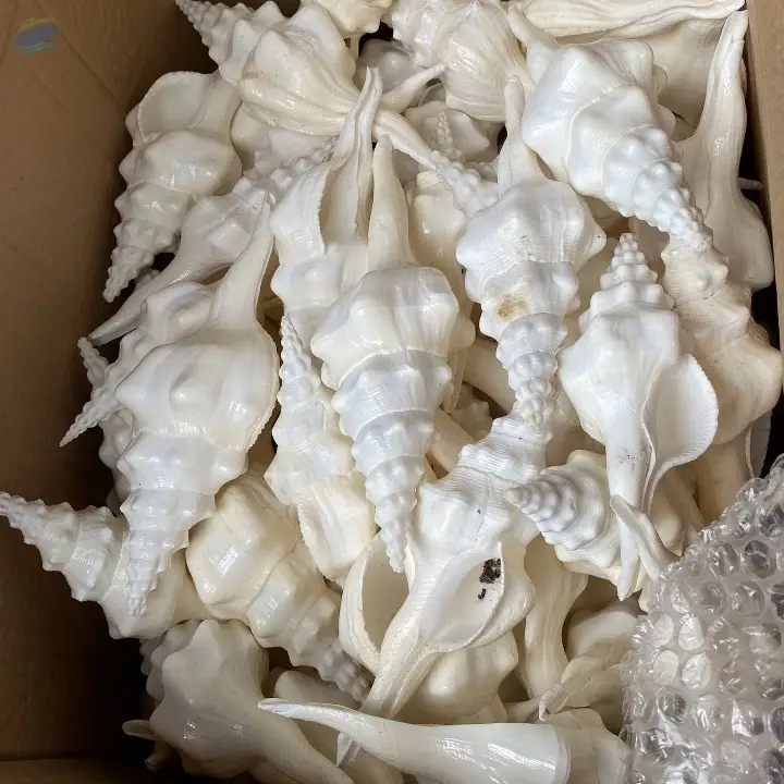 Seashell Fusinus Undatus
