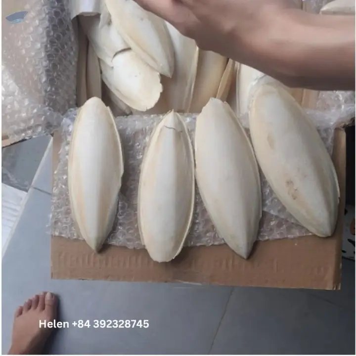Dried Cuttlefish Bone With/Without Bleach
