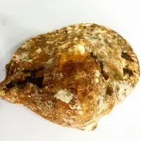 SeaShell