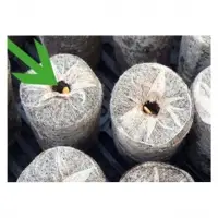 Coir Pellet Gardening