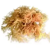 Natural Eucheuma Cottonii Seaweed