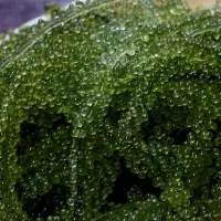 Fresh Sea Grapes Dried Sea Grapes