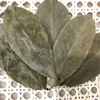 Soursop Leaves - Brazilian Paw