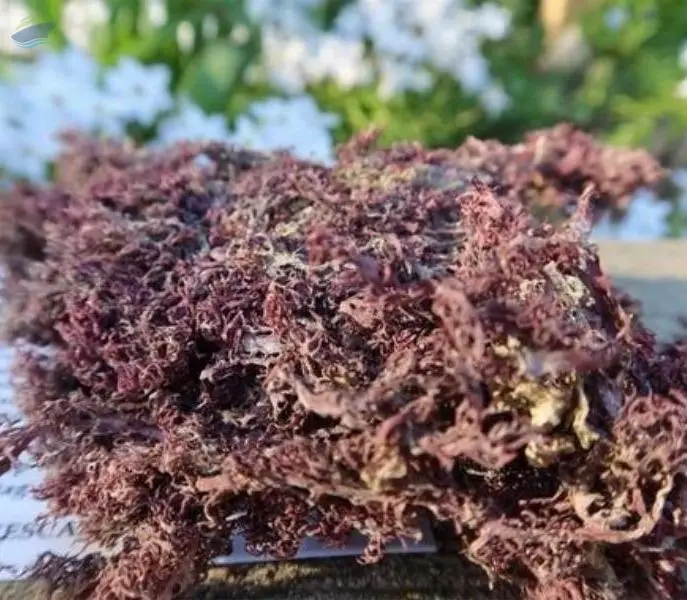 Purple Seamoss - Eucheuma Cottonii