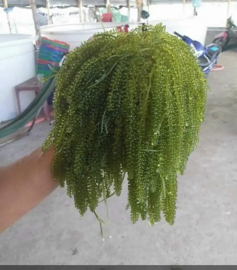 Sea Grapes Lato