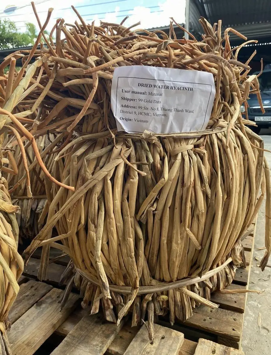 Dried Water Hyacinth