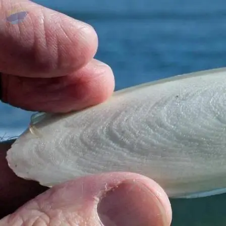 Best Price Cuttlefish Bone Pot From Vietnam