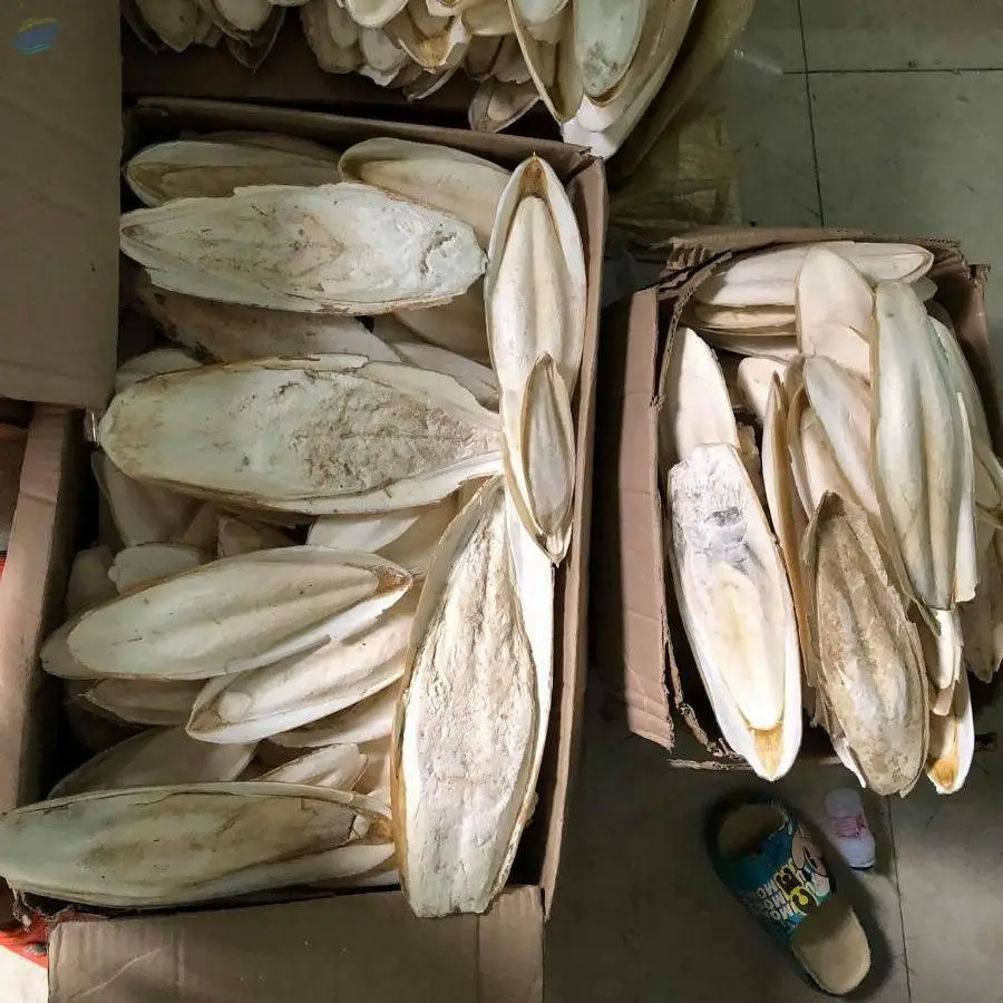 Hot Sale Clean Cuttlefish Bone