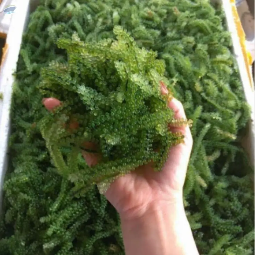 Dried Sea Grapes Vietnam