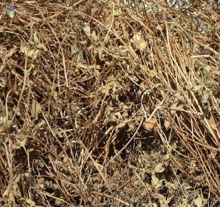 Raw Grass Jelly by 99 Gold Data Processing Trading Company Limited