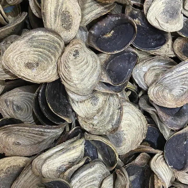 Dried Murex Operculum